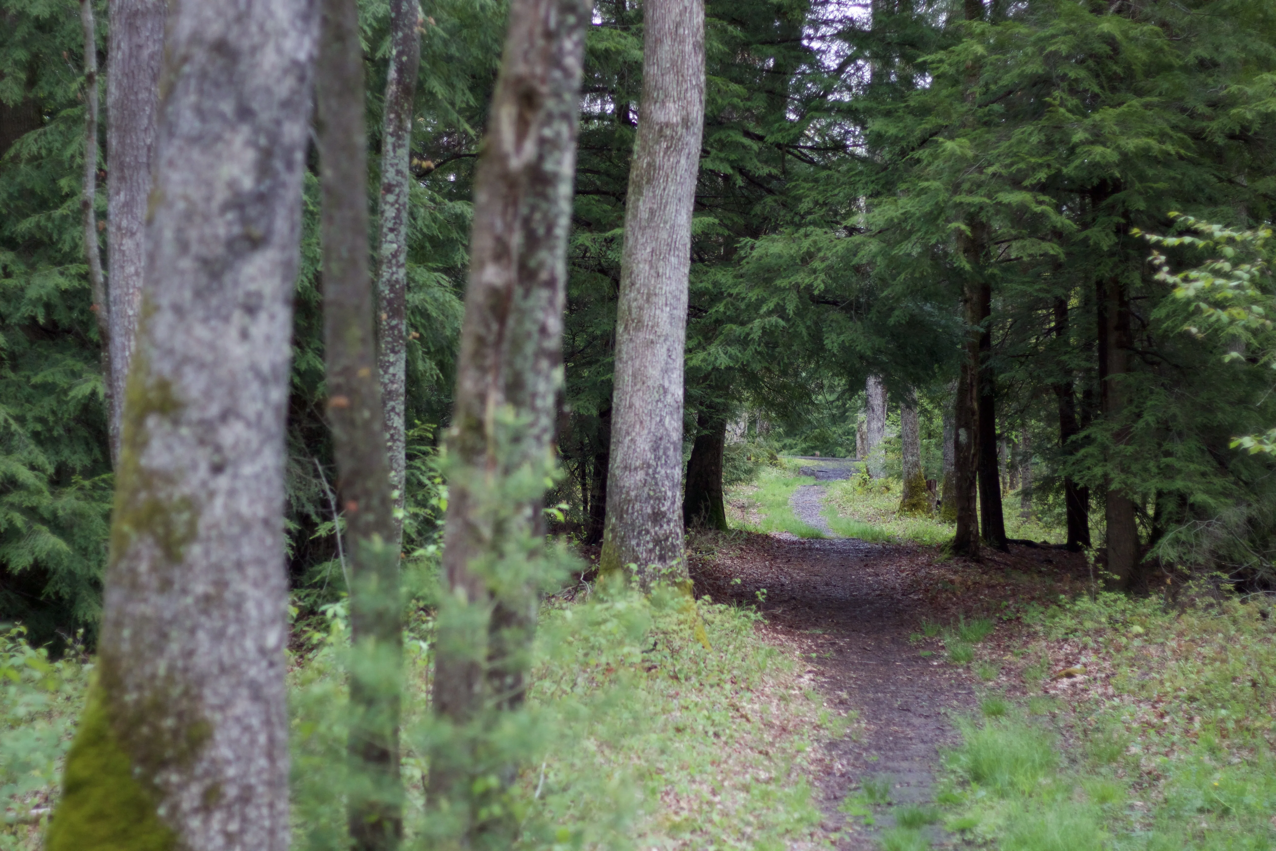 Hike the Herrington Manor/Swallow Falls Trail