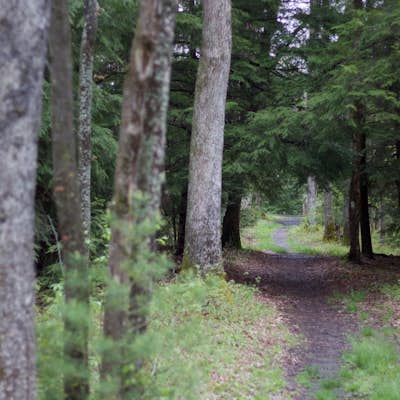 Hike the Herrington Manor/Swallow Falls Trail
