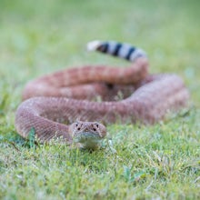 Snakes On A Trail: 5 Tips For Dealing With Snakes While Hiking