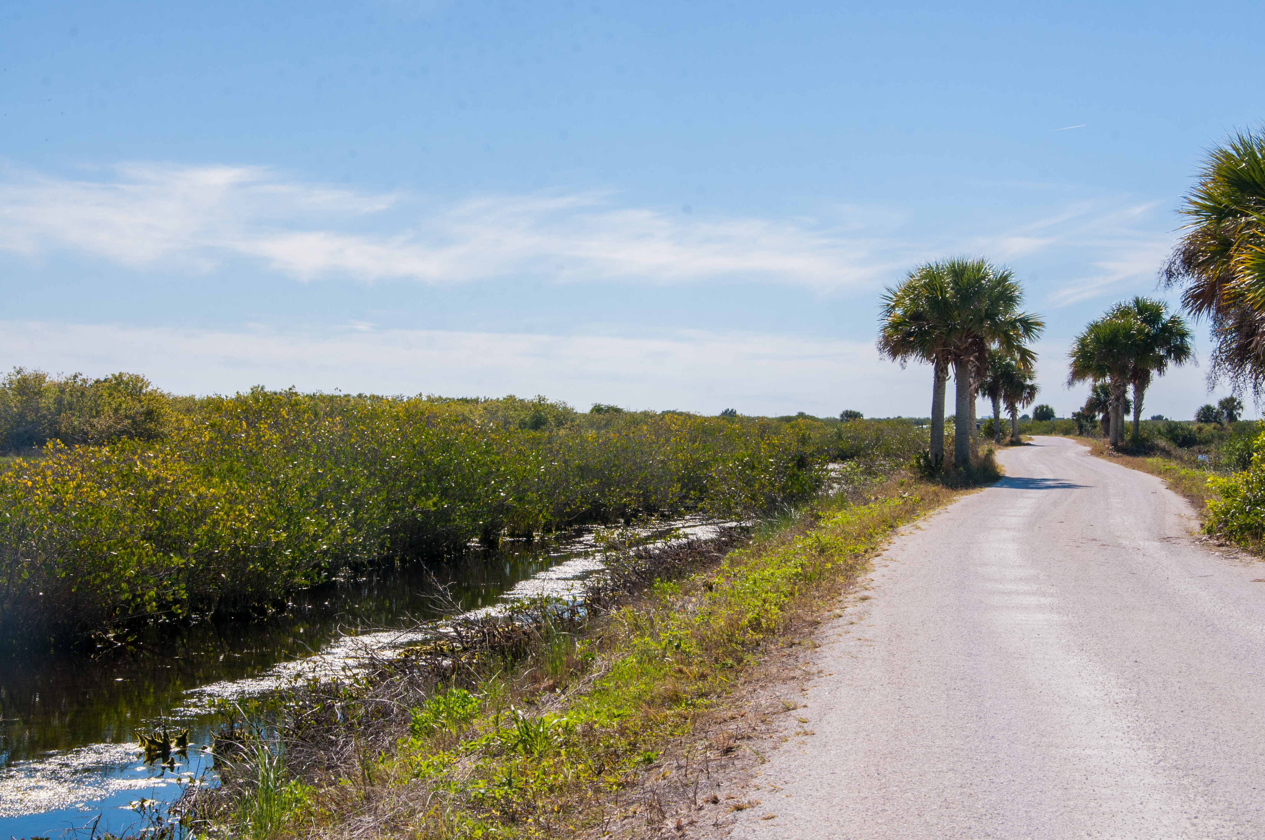 Wildlife Photography at Blackpoint Wildlife Drive
