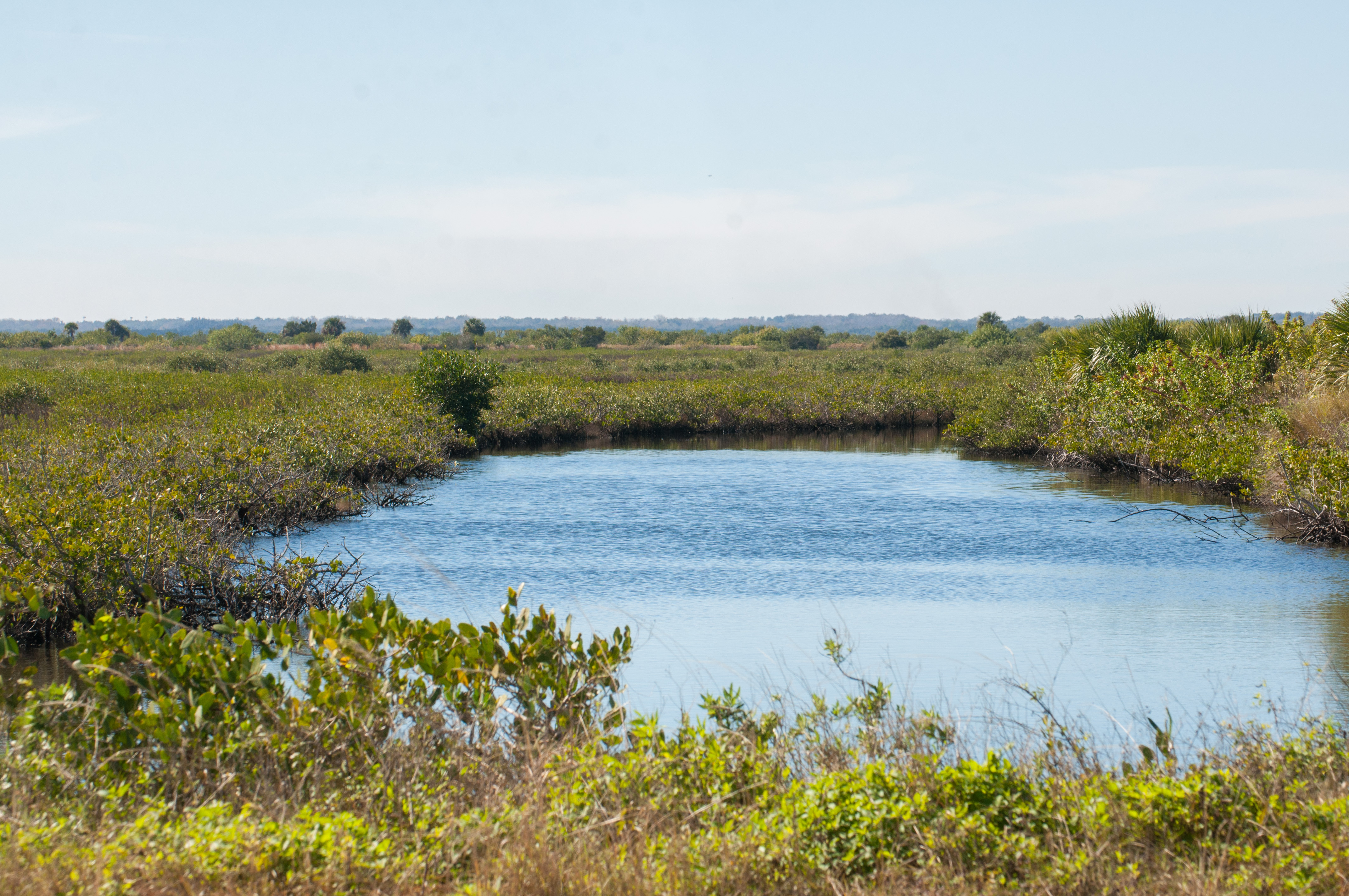 Wildlife Photography at Blackpoint Wildlife Drive