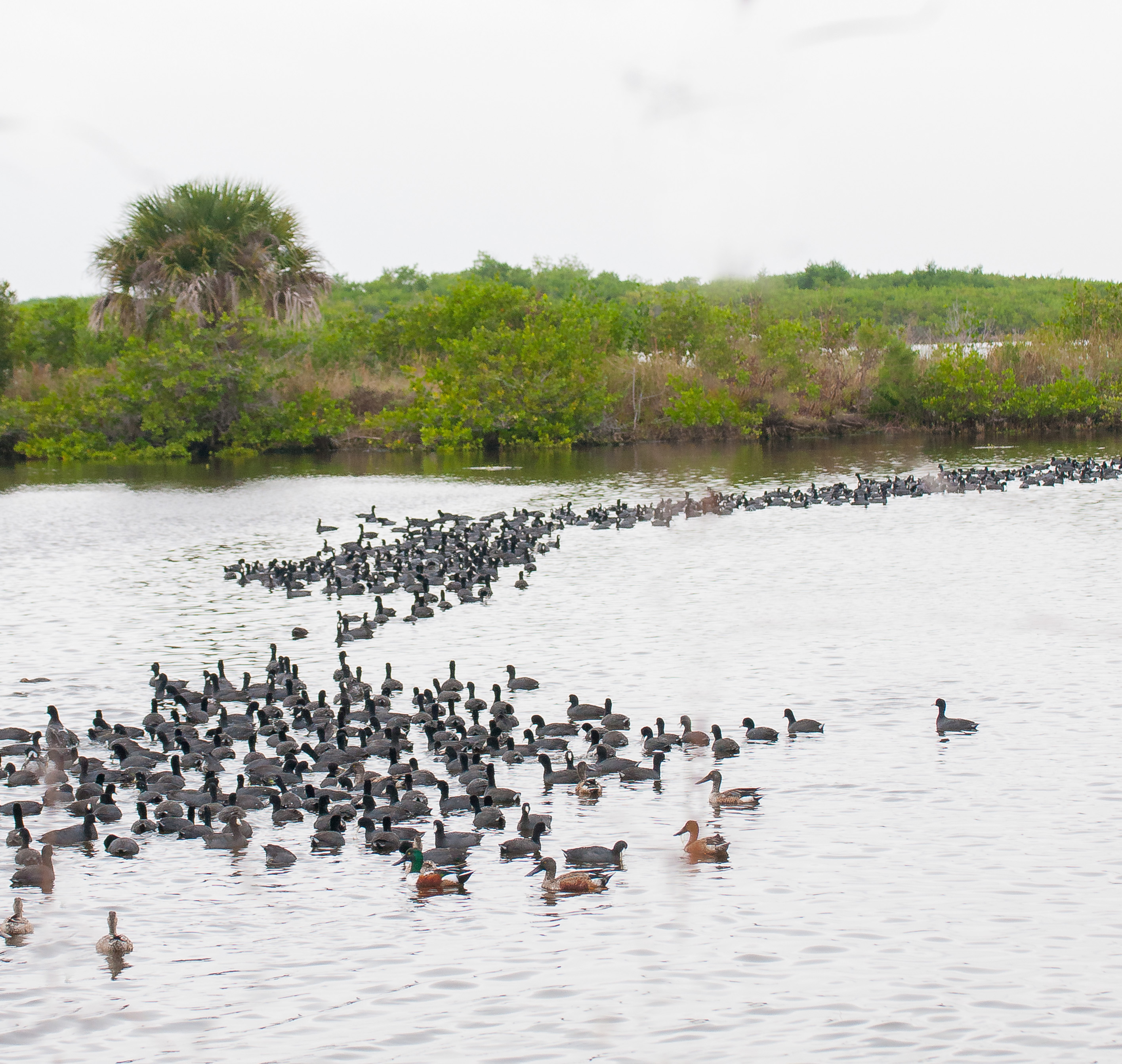 Wildlife Photography at Blackpoint Wildlife Drive