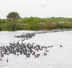 Wildlife Photography at Blackpoint Wildlife Drive