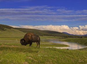 A Response To The Yellowstone Bison Incident From An Actual Wildlife Biologist