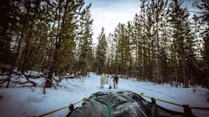 Dog Sled in Whitehorse