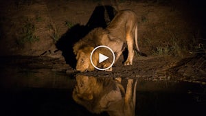 Camper Stays Cool While Lions Lick Water Off Tent
