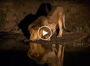 Camper Stays Cool While Lions Lick Water Off Tent
