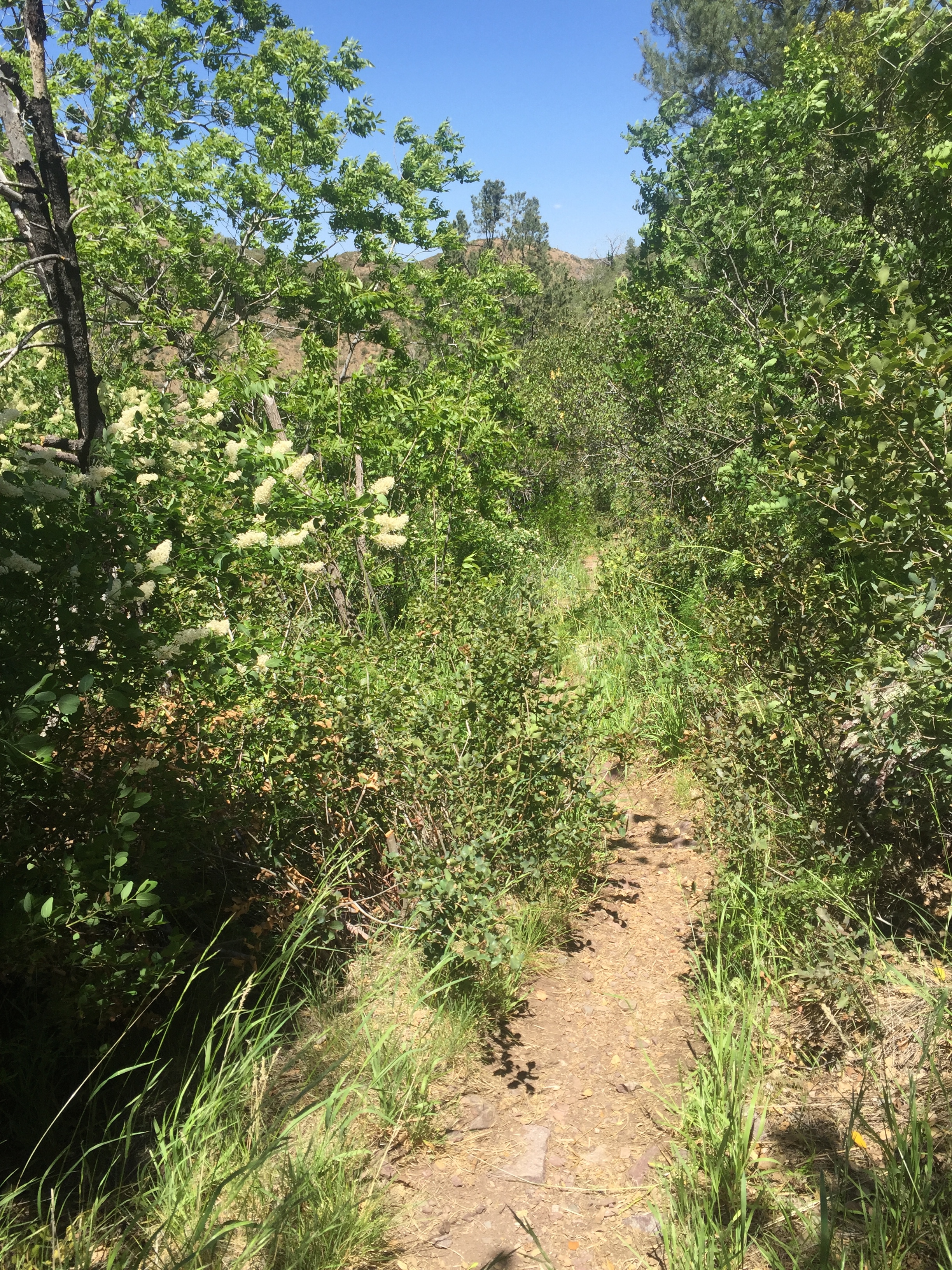 Hike Barnhardt Trail 