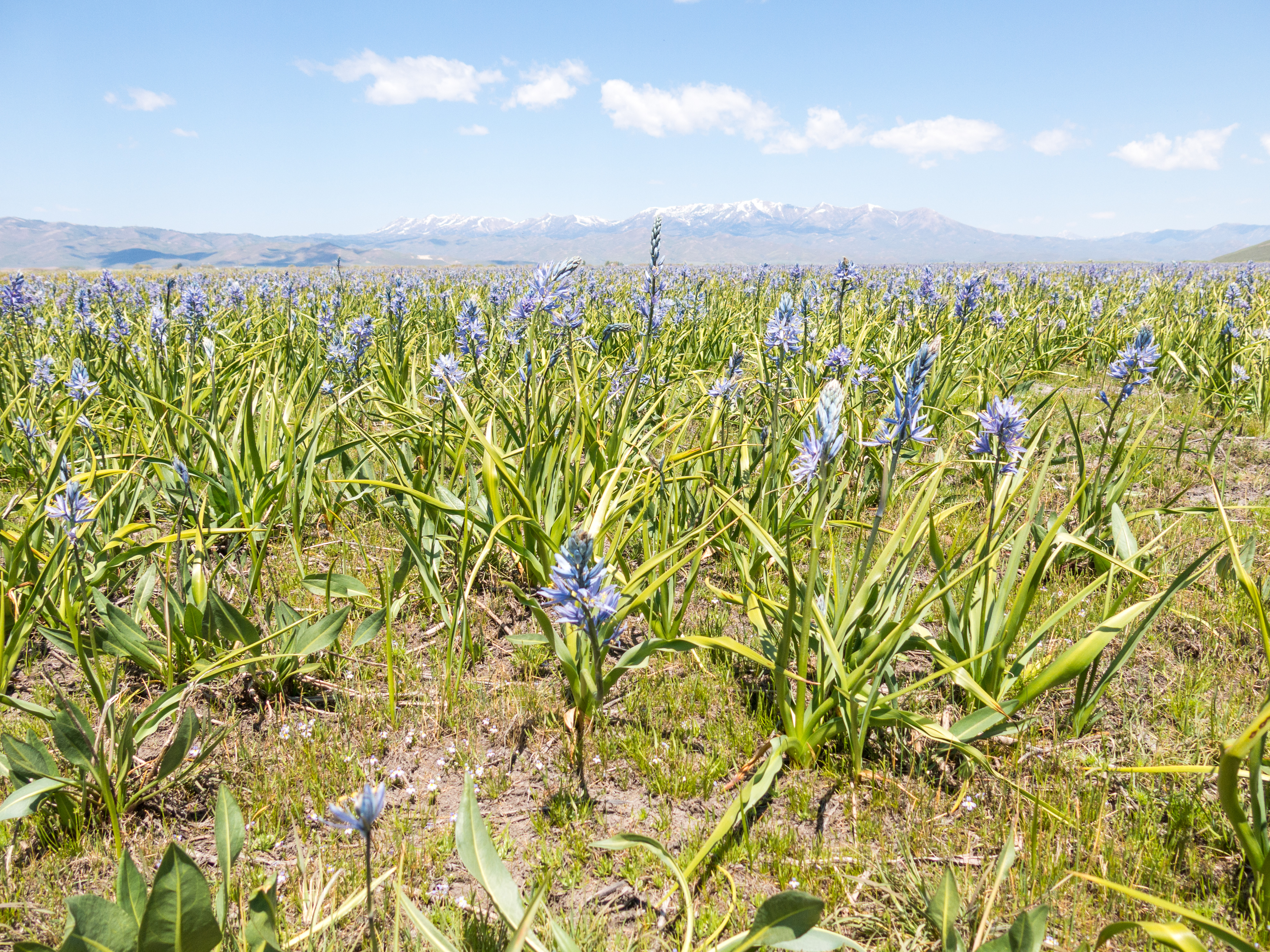 Photograph the Camas Lilies on the Camas Prairie