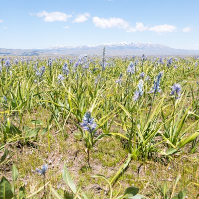 Photograph the Camas Lilies on the Camas Prairie