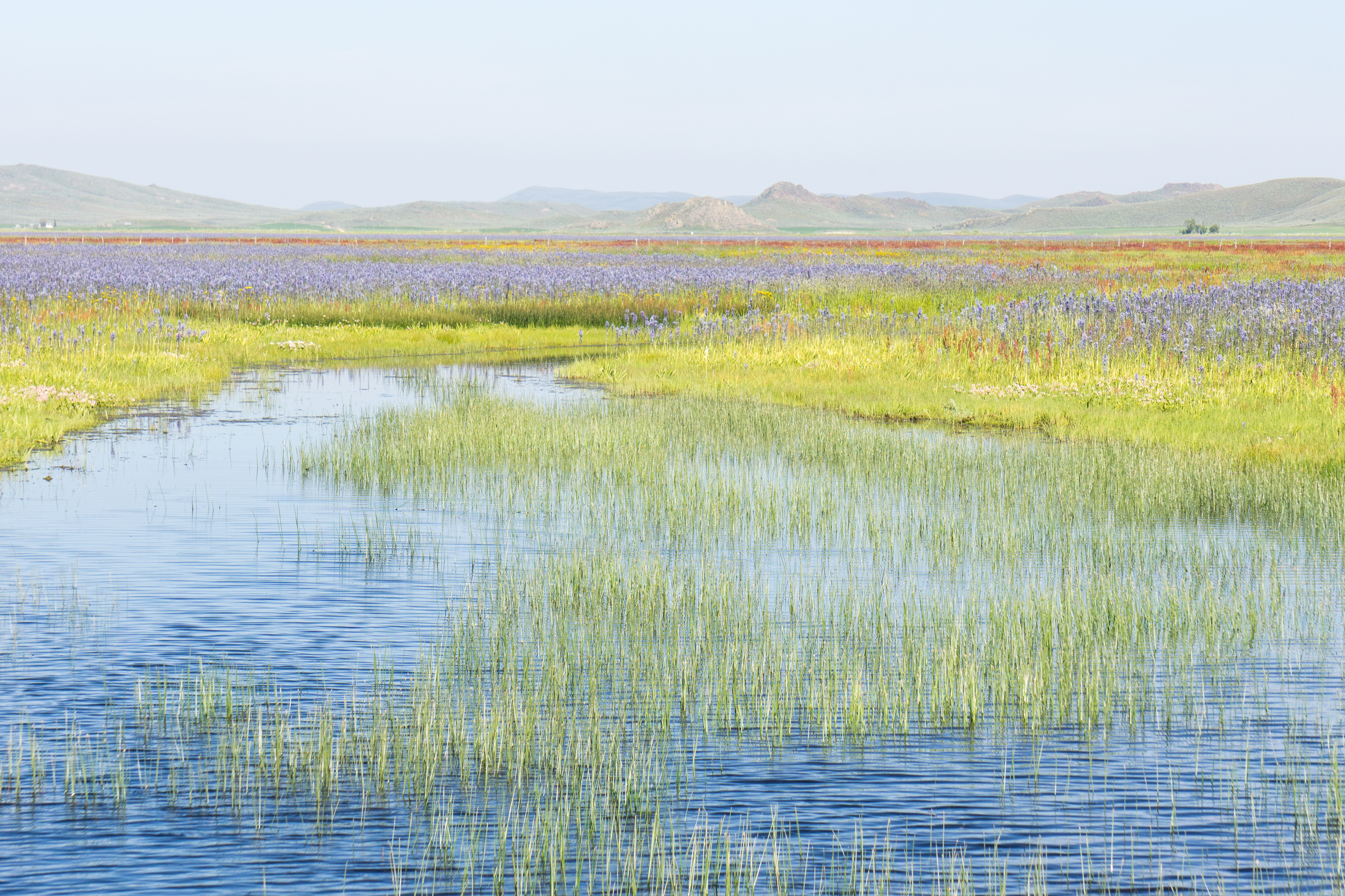 Photograph the Camas Lilies on the Camas Prairie