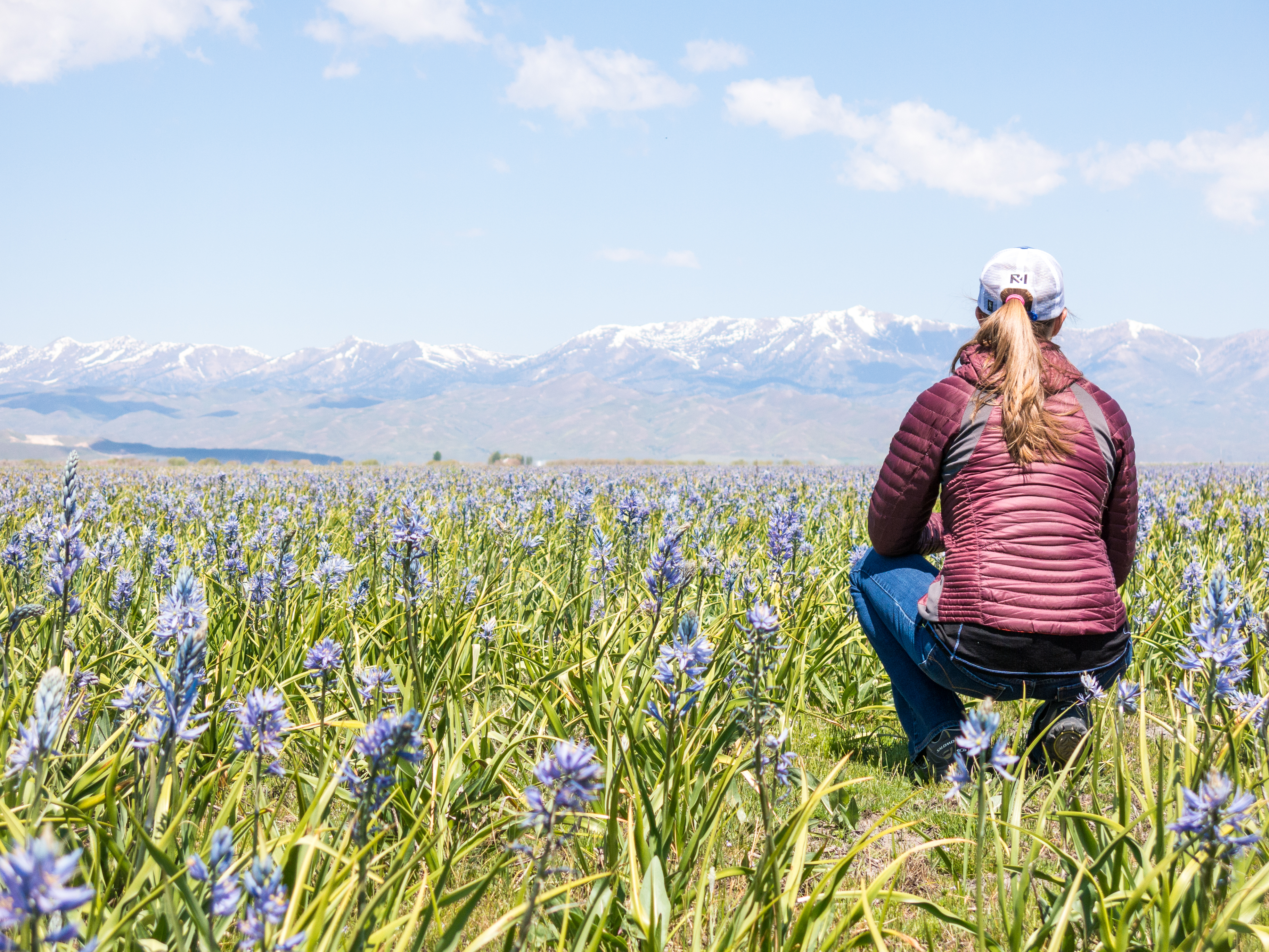 Photograph the Camas Lilies on the Camas Prairie