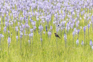 Photograph the Camas Lilies on the Camas Prairie