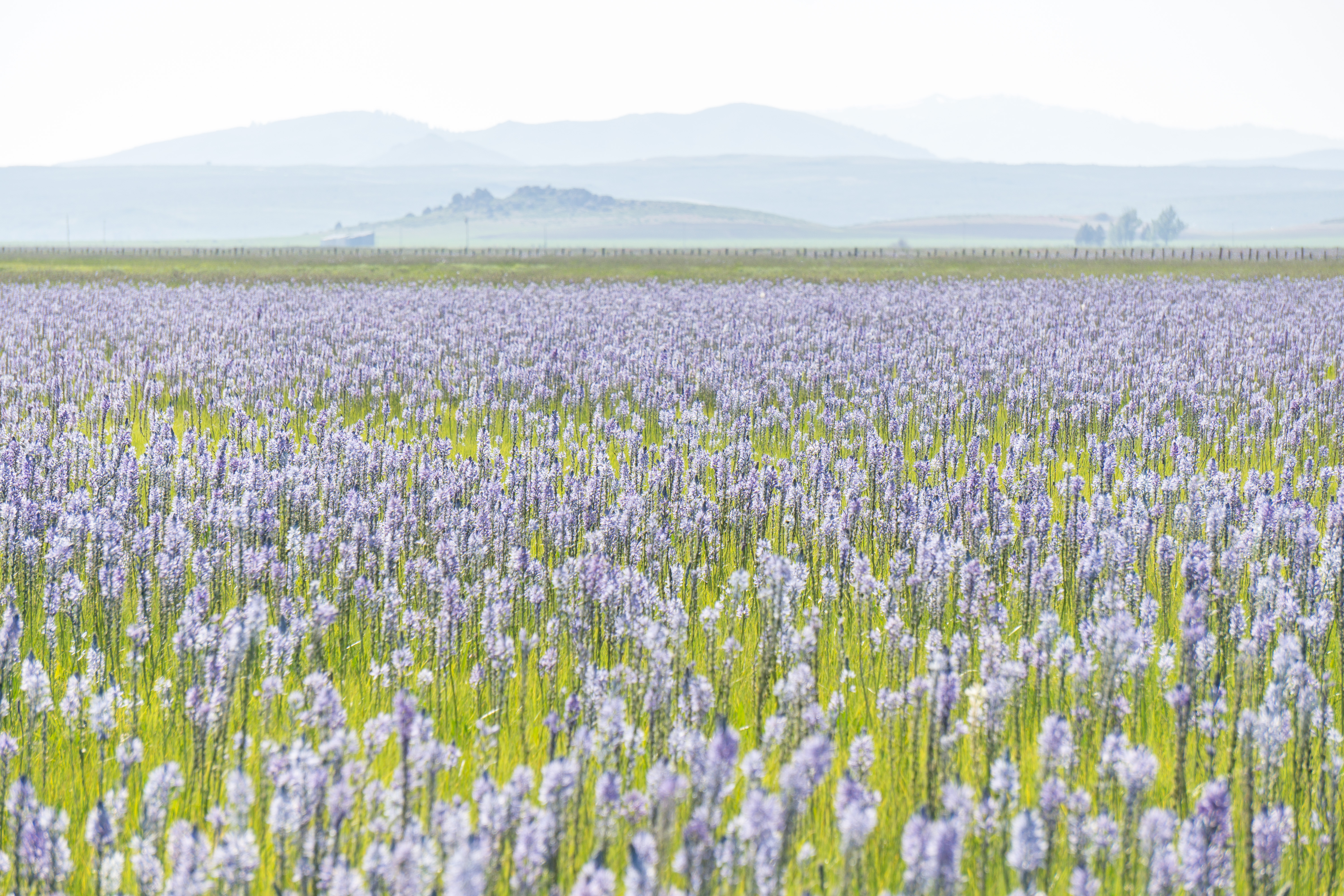 Photograph the Camas Lilies on the Camas Prairie