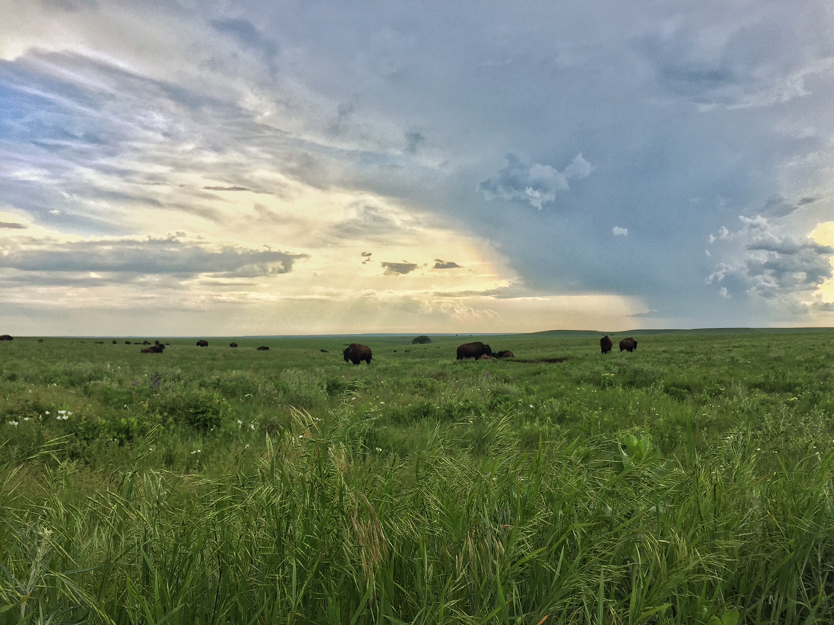 Hike through the Tallgrass Prairie Preserve