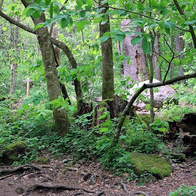 Hike in Joyce Kilmer Memorial Forest