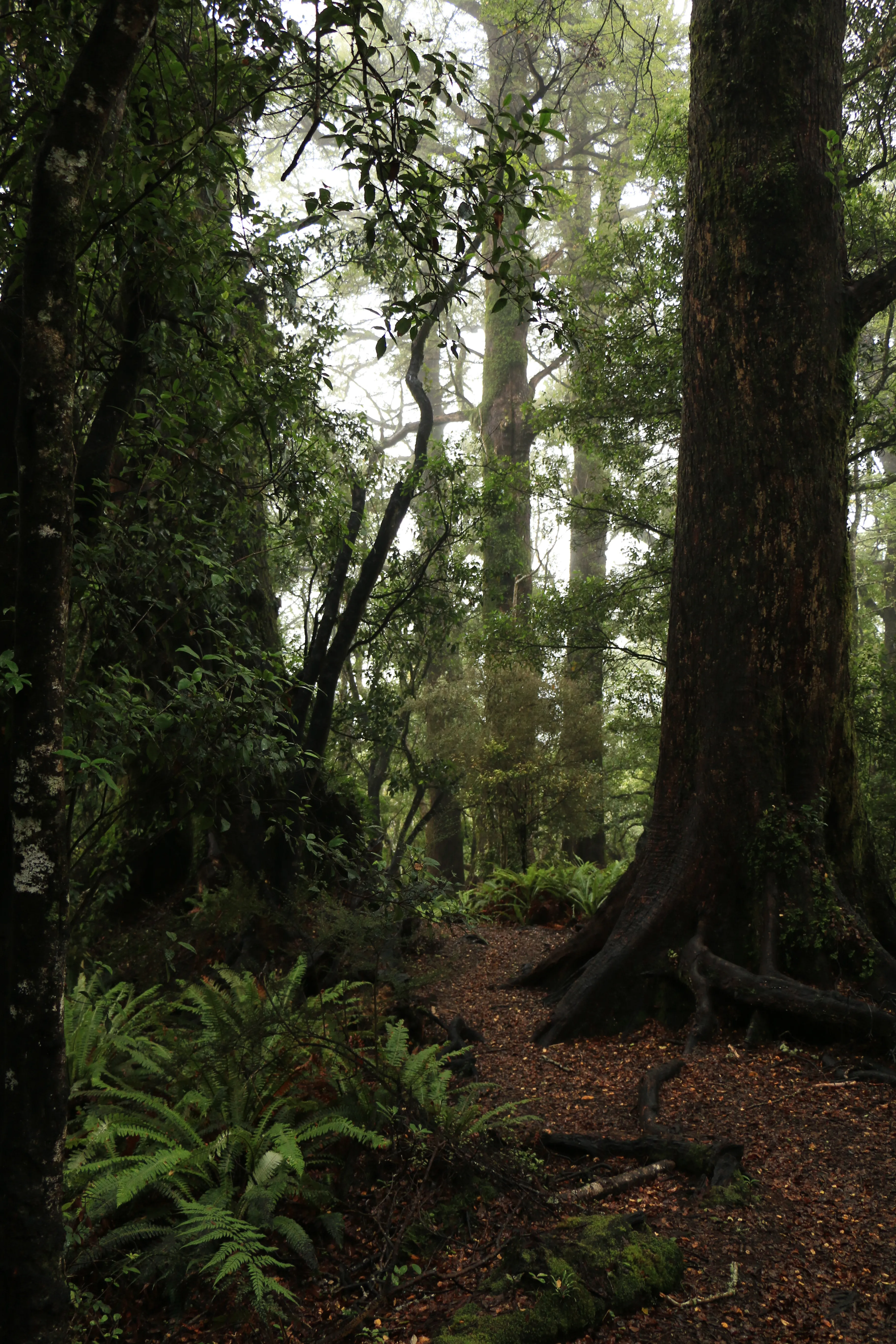 Hike Mt. Urchin Track