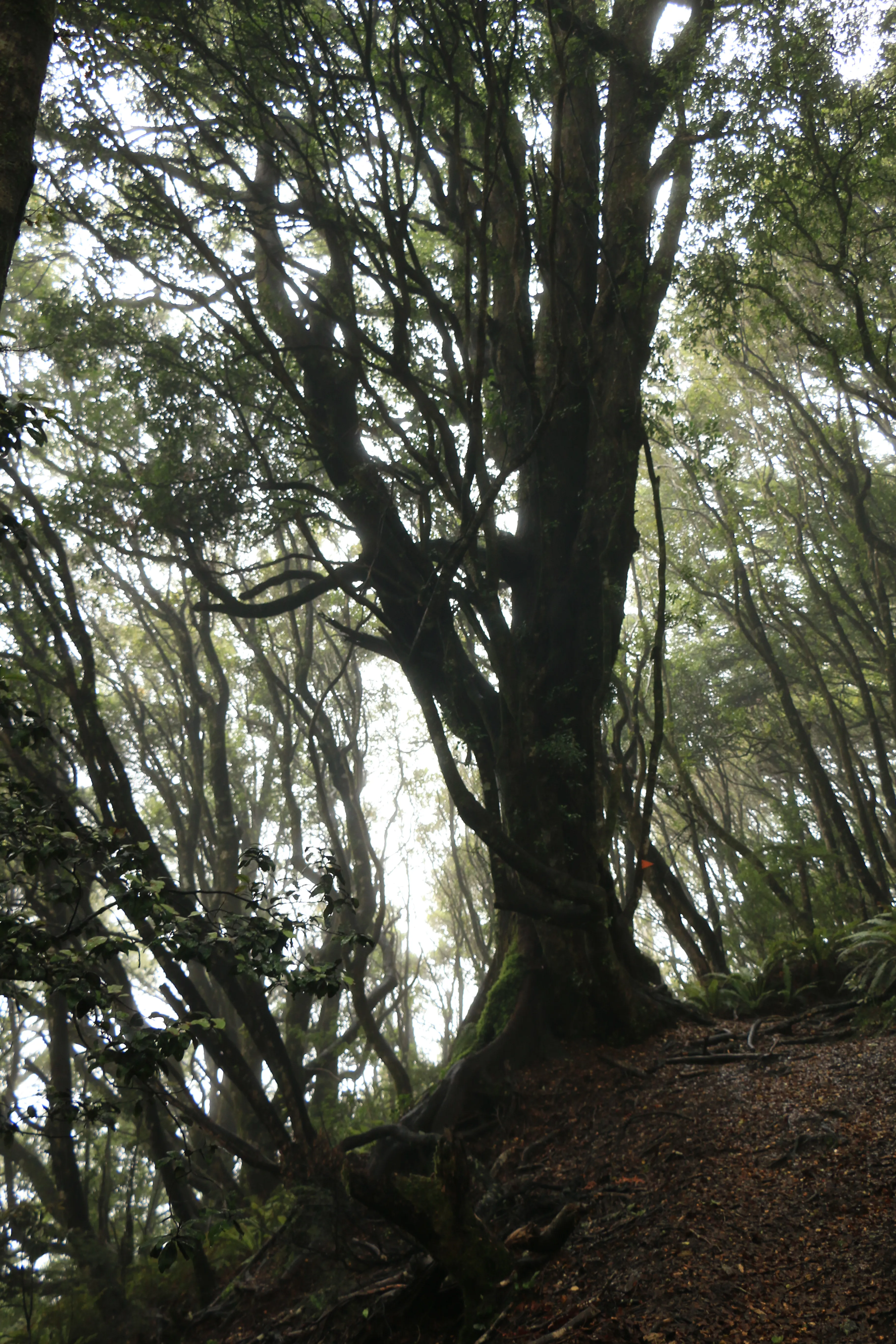 Hike Mt. Urchin Track