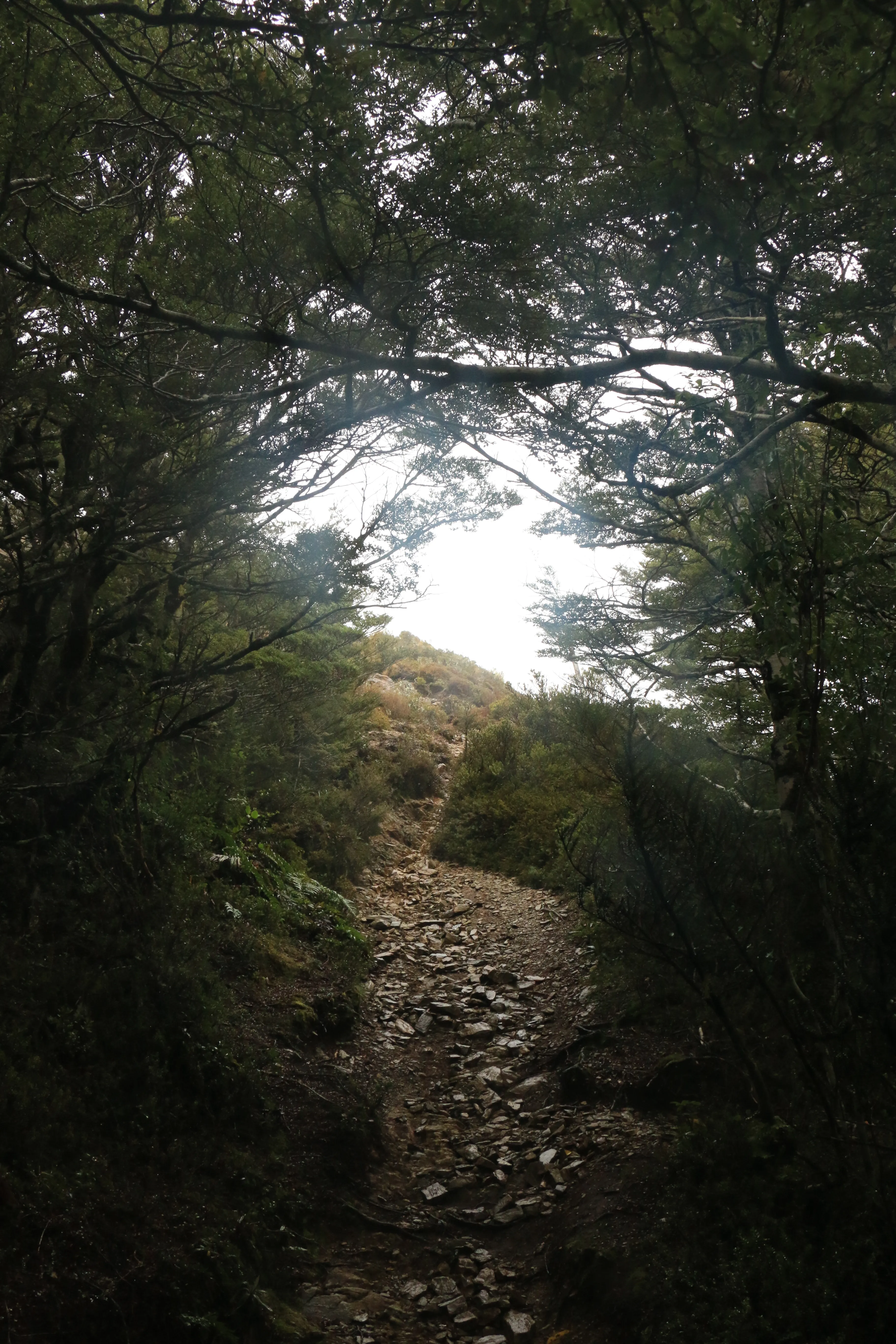 Hike Mt. Urchin Track
