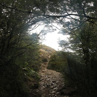 Hike Mt. Urchin Track