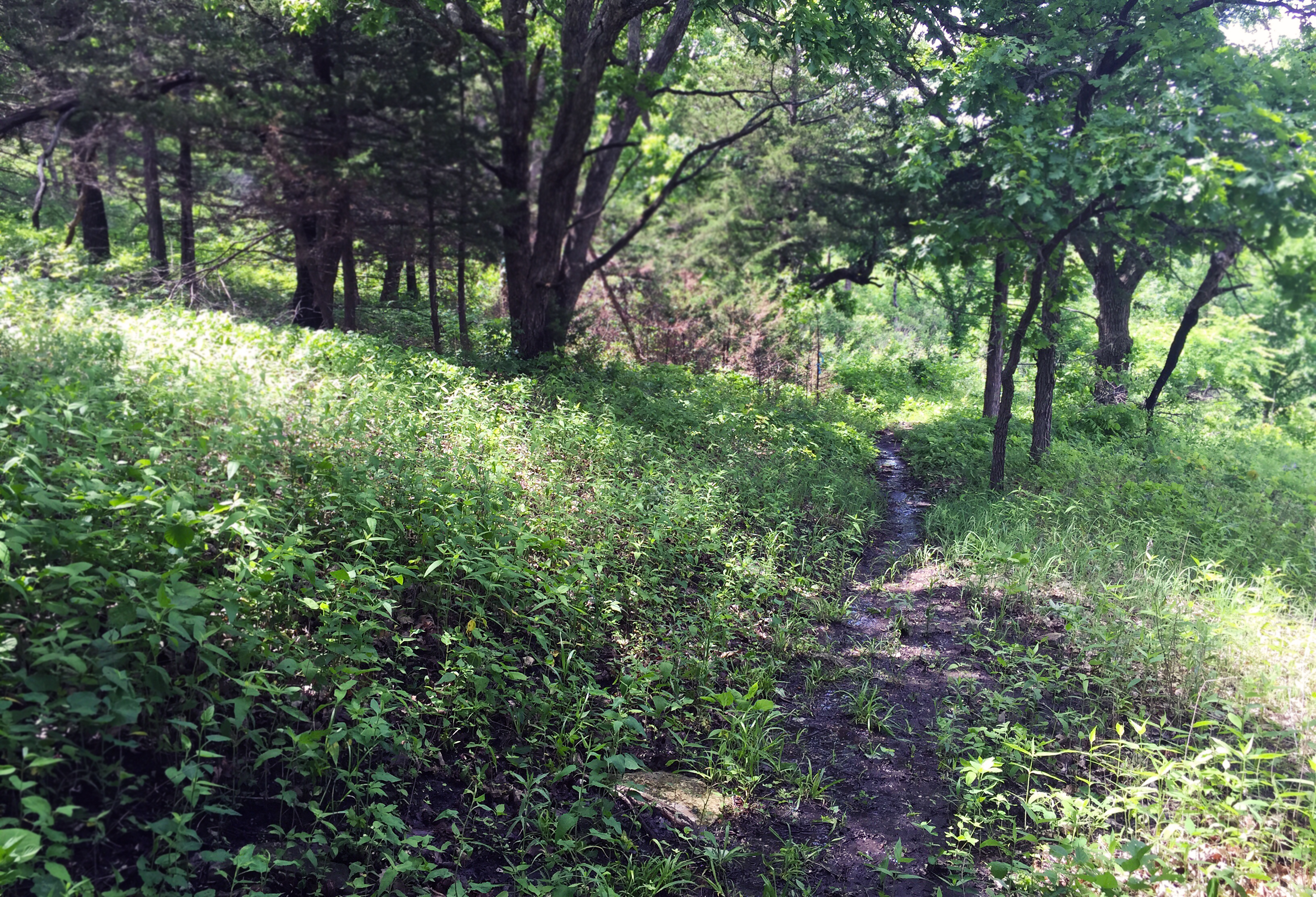Hike the Carnahan Creek Park Loop, Olsburg, Kansas