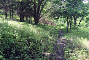 Hike the Carnahan Creek Park Loop