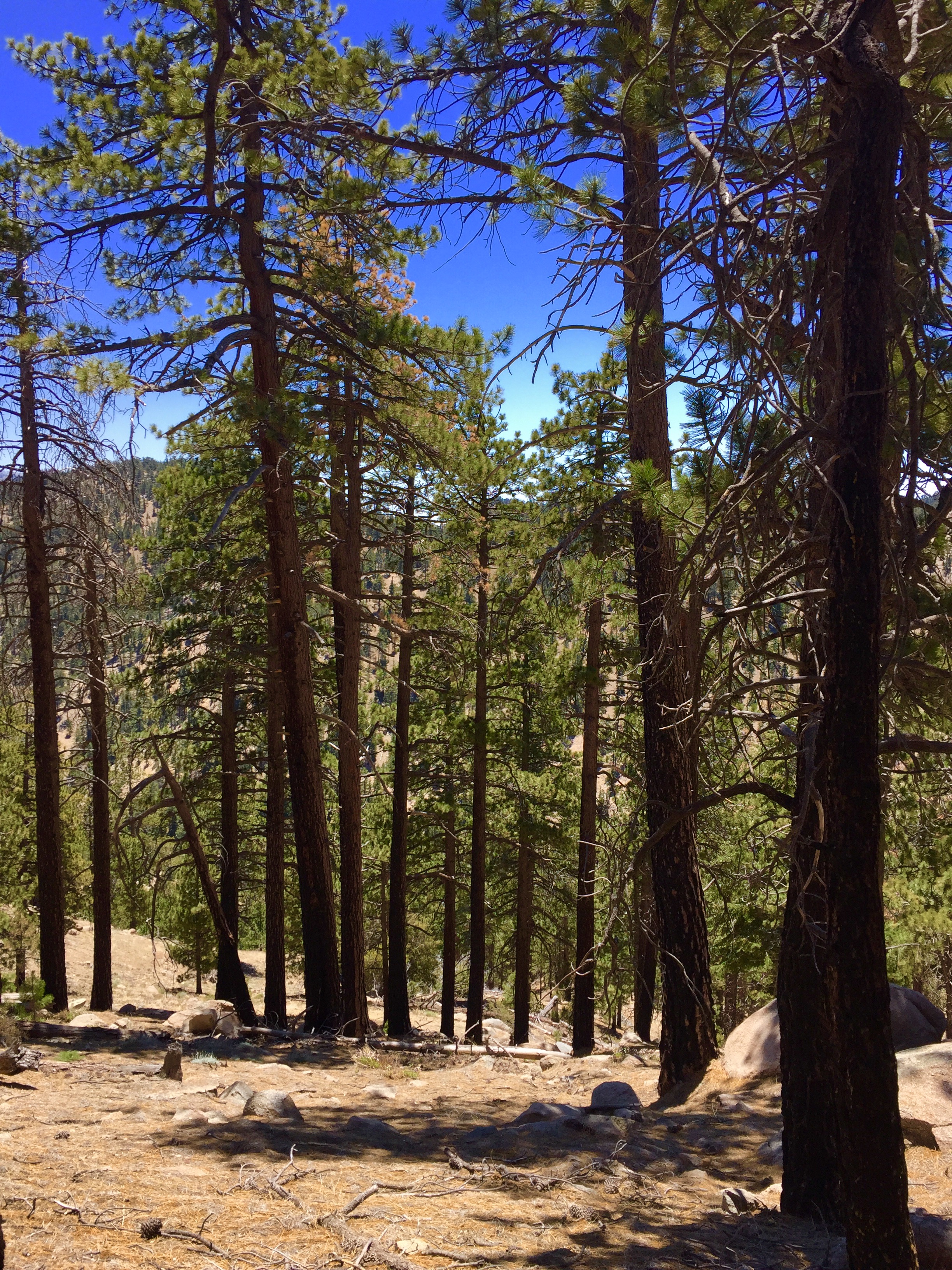 Cooper Canyon Trail Camp