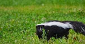 Being Skunk Savvy: How to Avoid Getting Sprayed