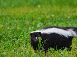 Being Skunk Savvy: How to Avoid Getting Sprayed