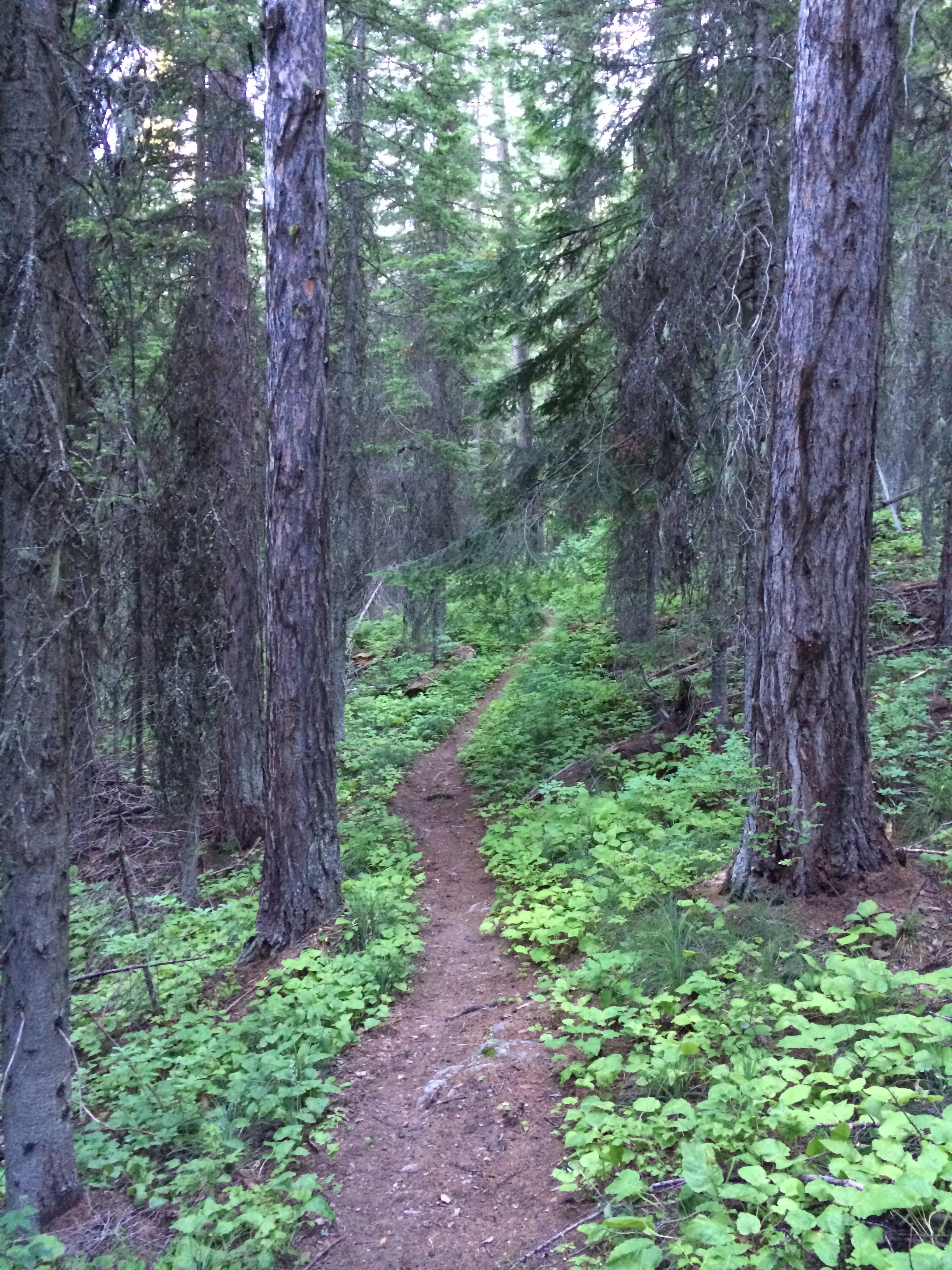 Blaine Mountain via Doris Creek Trail