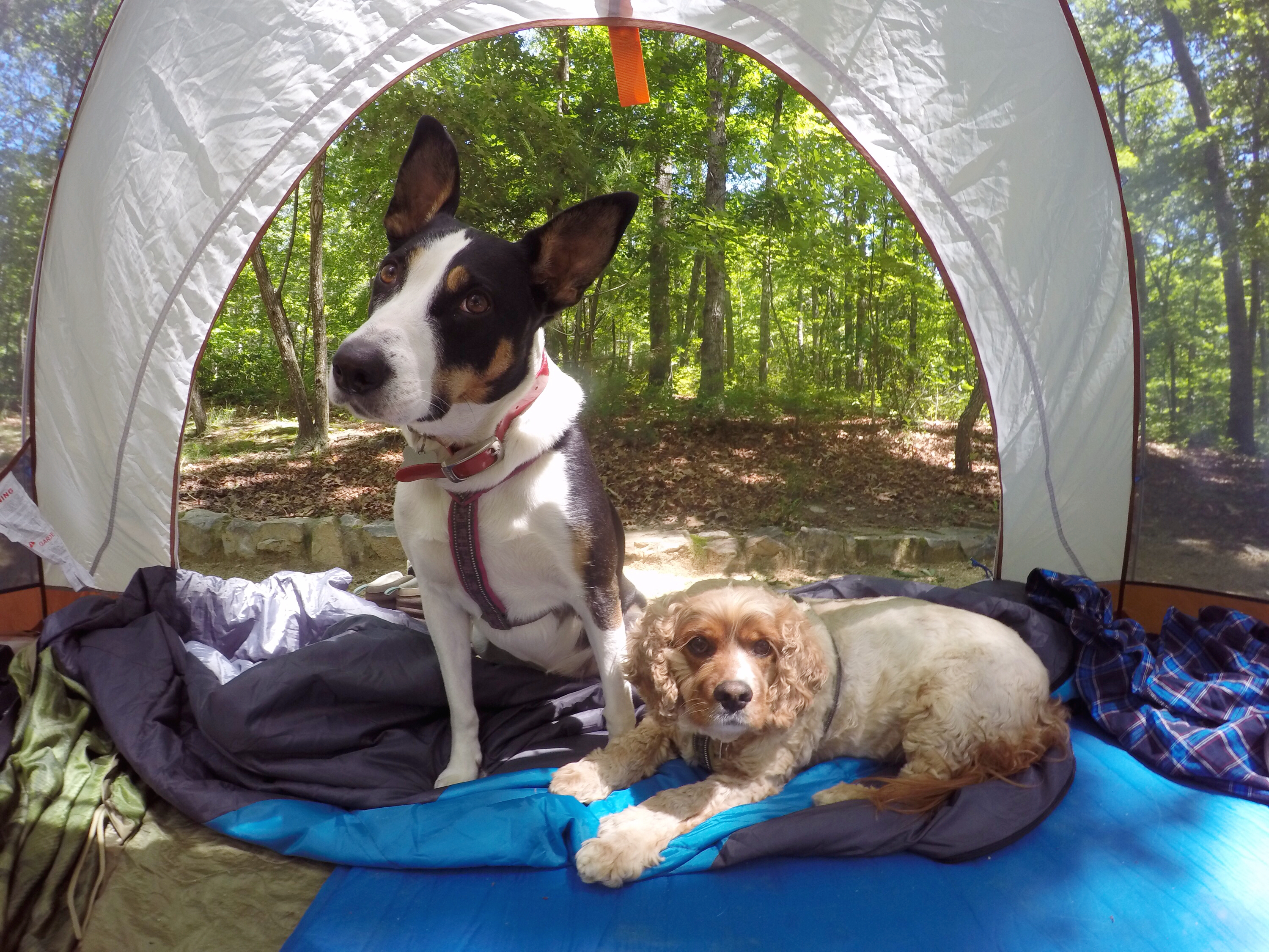 Camp at Sherando Lake