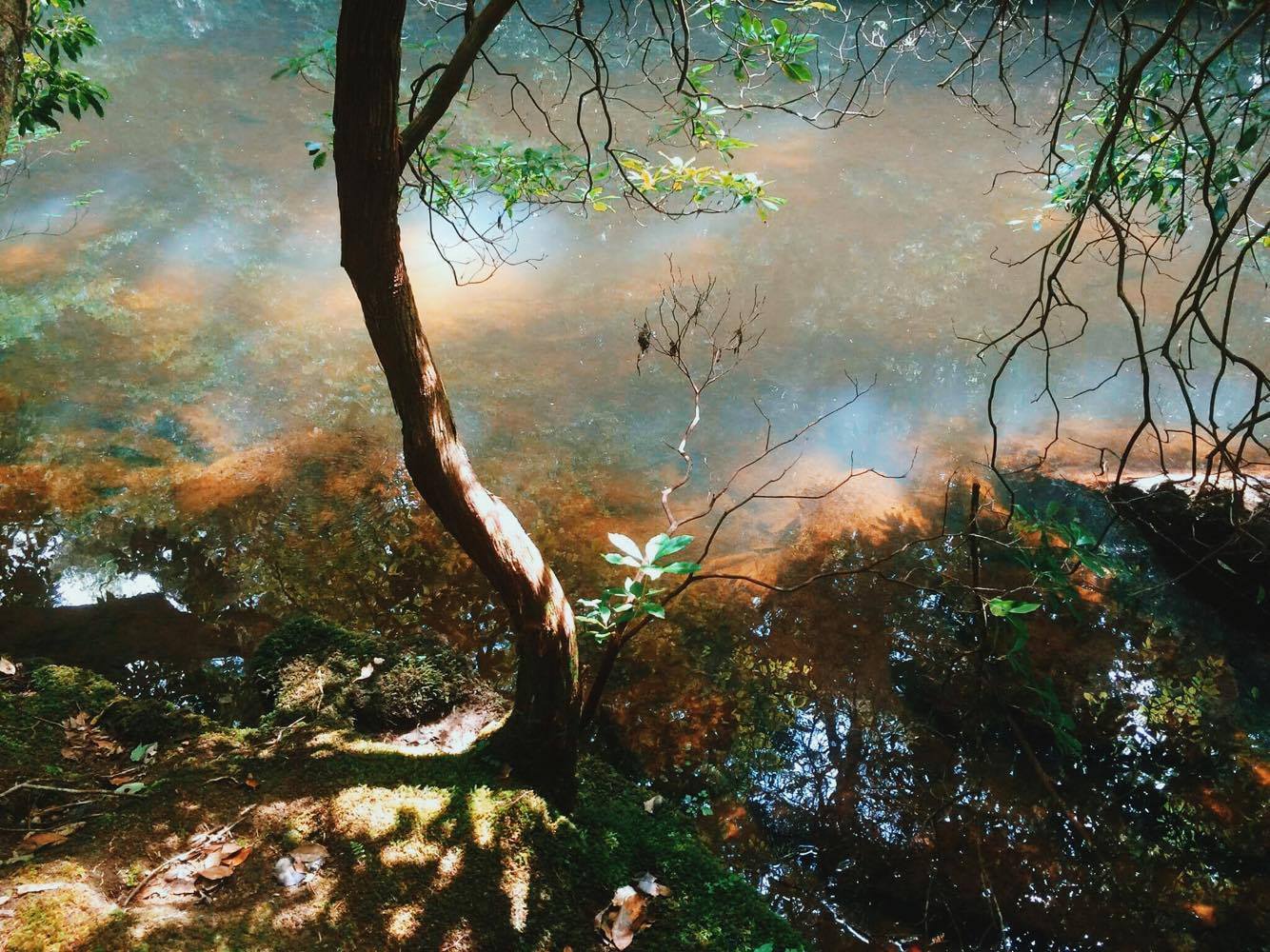 Savage Falls Trail