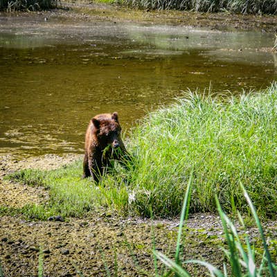 Explore Pack Creek and Photograph Alaskan Brown Bears