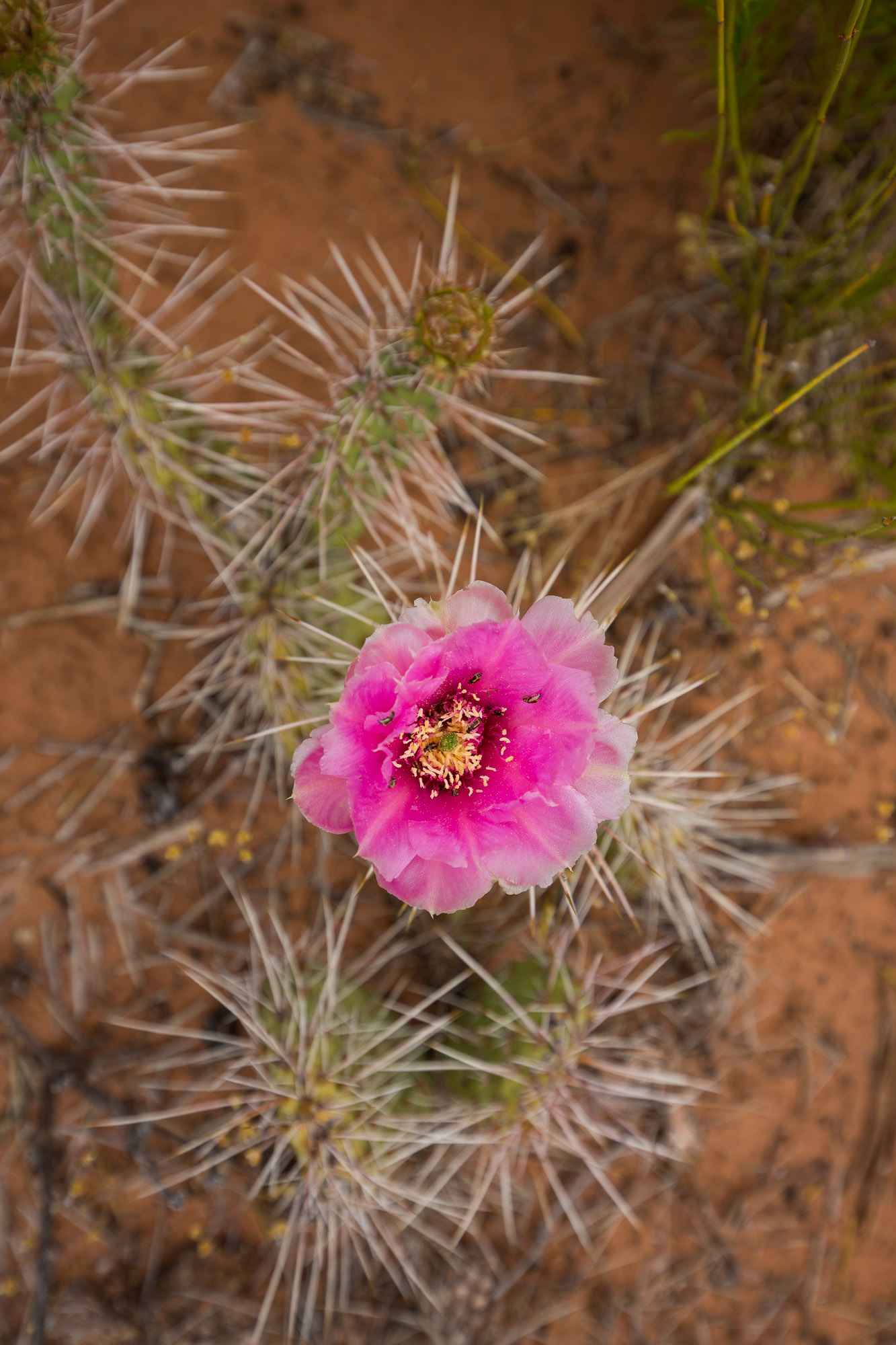 Hike the Big Horn Overlook Trail