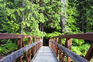 Ross Creek Cedars Loop