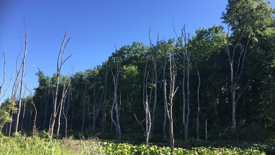 Hike the Bluebird Hills Trail