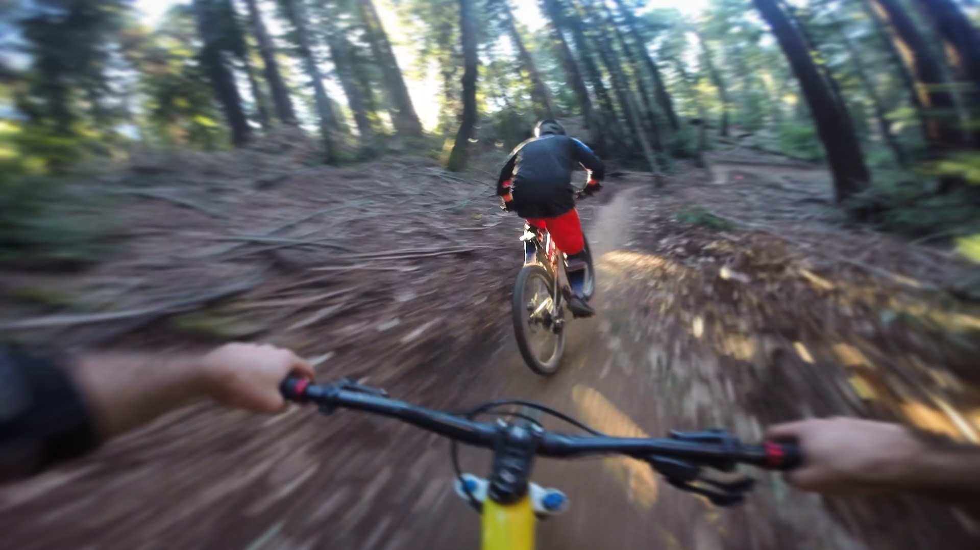 Soquel Demonstration Forest Flow Trail