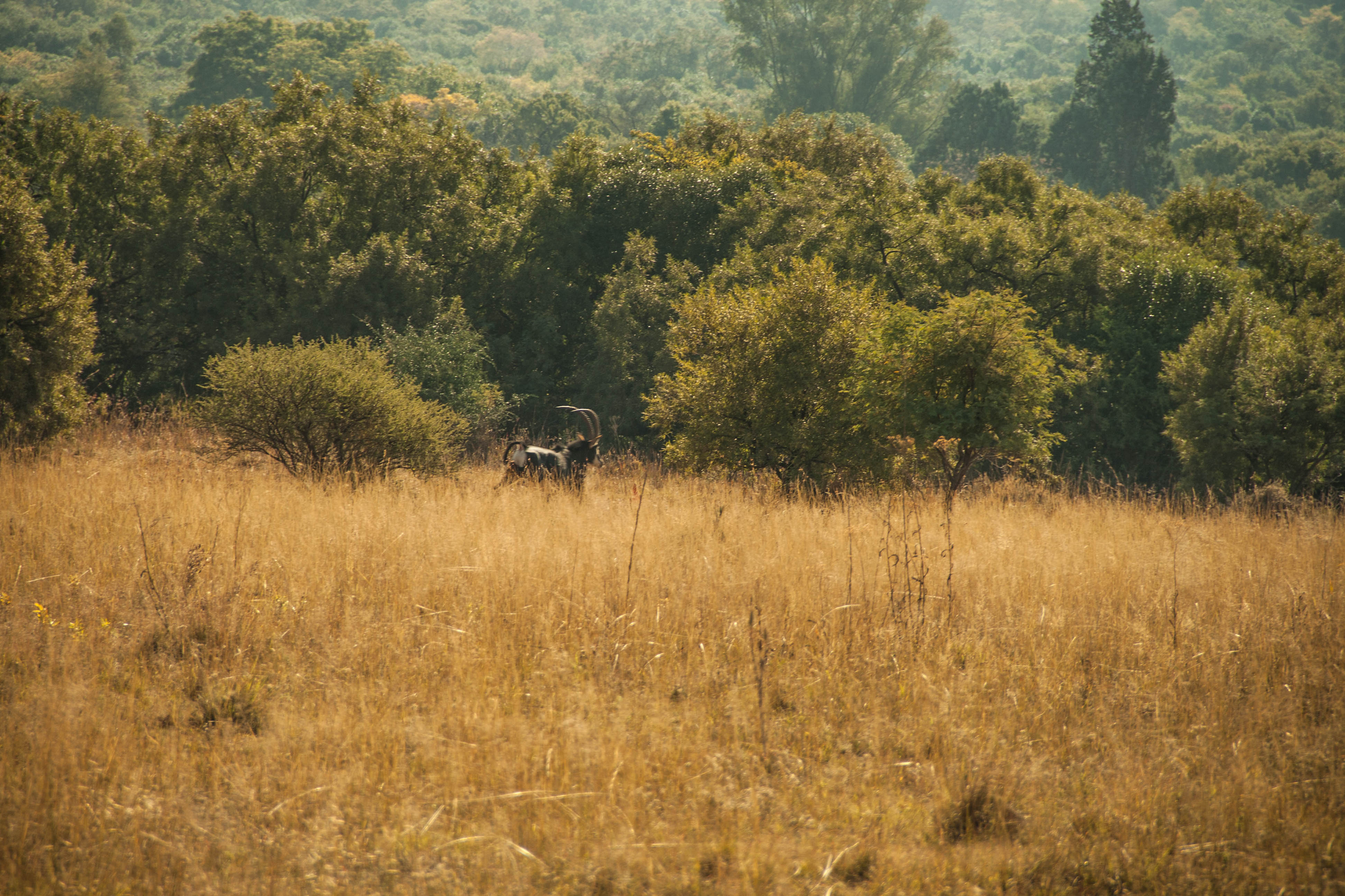 Hike the Karee Trail, Magaliesburg