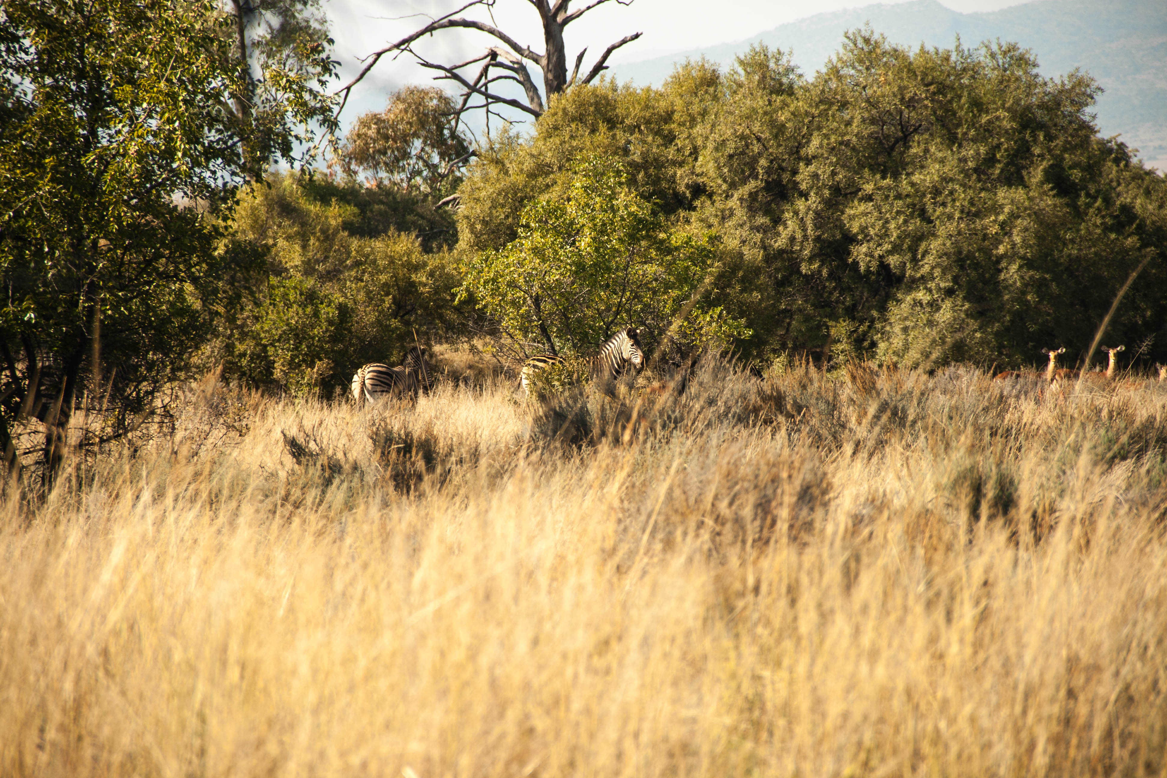 Hike the Karee Trail, Magaliesburg