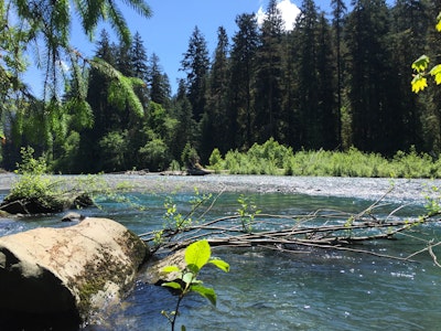 Hike the Hoh River Trail to Five Mile Island, Hoh Rainforest Visitor Center