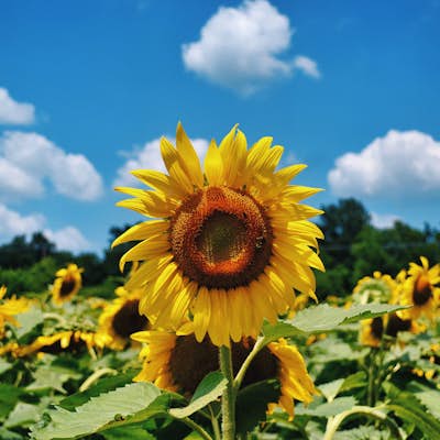 Photograph the Sunflowers at McKee-Beshers Wildlife Management Area