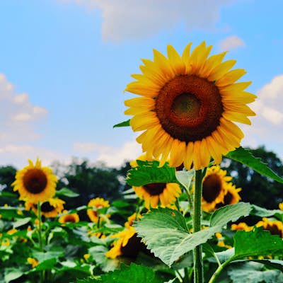 Photograph the Sunflowers at McKee-Beshers Wildlife Management Area