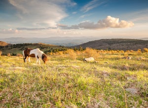 5 Reasons Why You Should Explore Virginia's Grayson Highlands