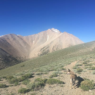 Hike Boundary Peak, Highest Mtn. In Nevada
