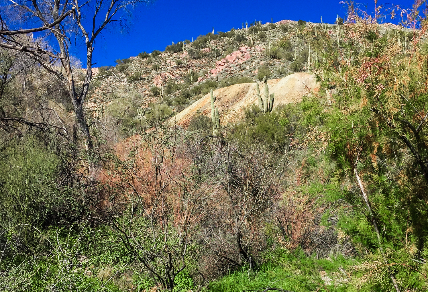 Hike the Dixie Mine Trail