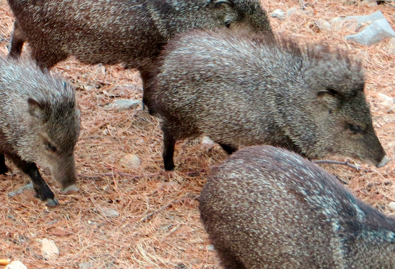 Hike the Dixie Mine Trail