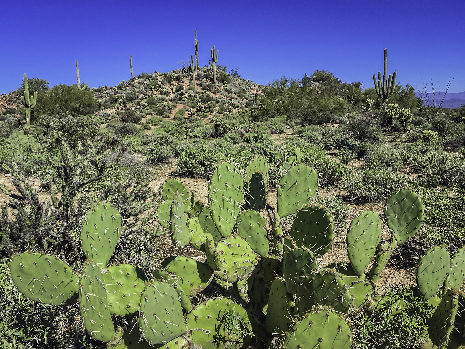 Hike the Dixie Mine Trail