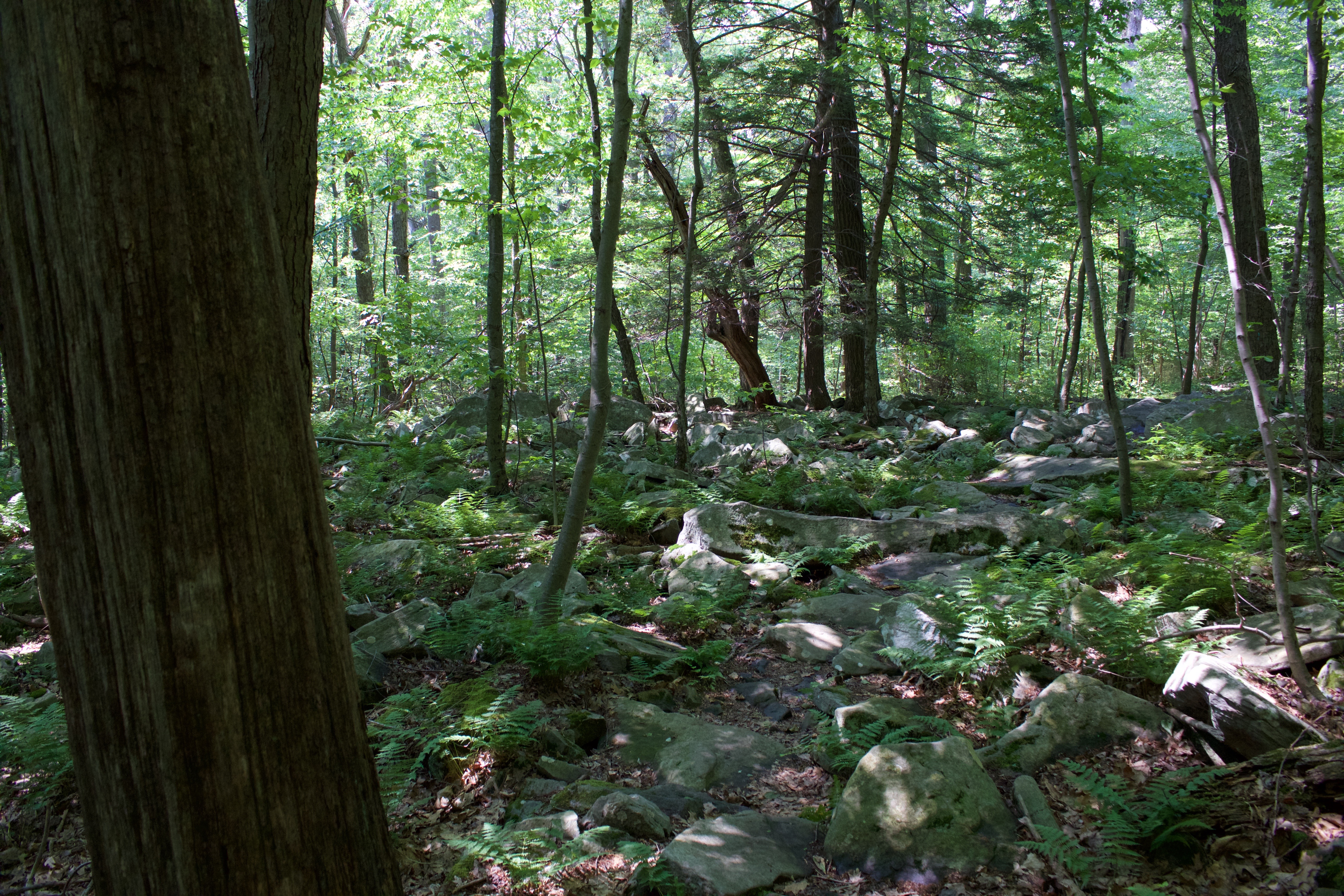 Adams Falls Trail