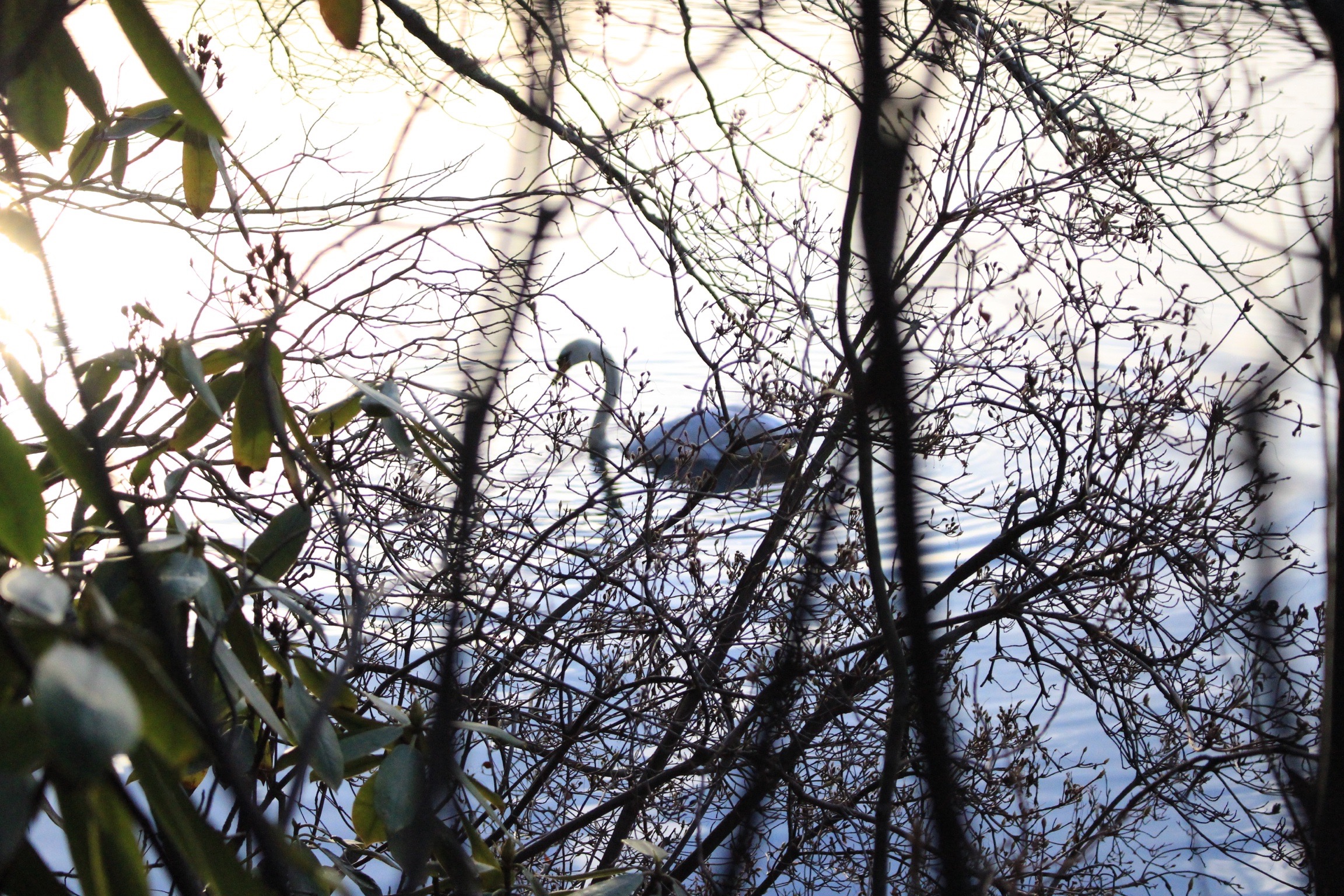 Walk along Lake Waban