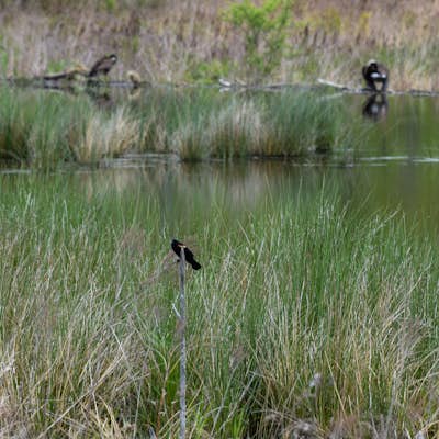 Hike and Birdwatch the Apalachin Marsh